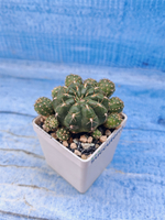 Matucana Polzii (Матукана)