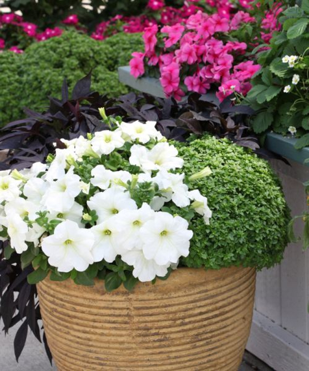 Петуния грандифлора Призм Вайт (1000шт) Витагрин Профи