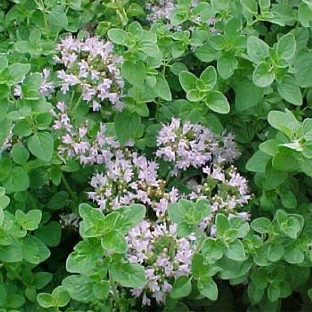 Орегано Деликатес (аэ)