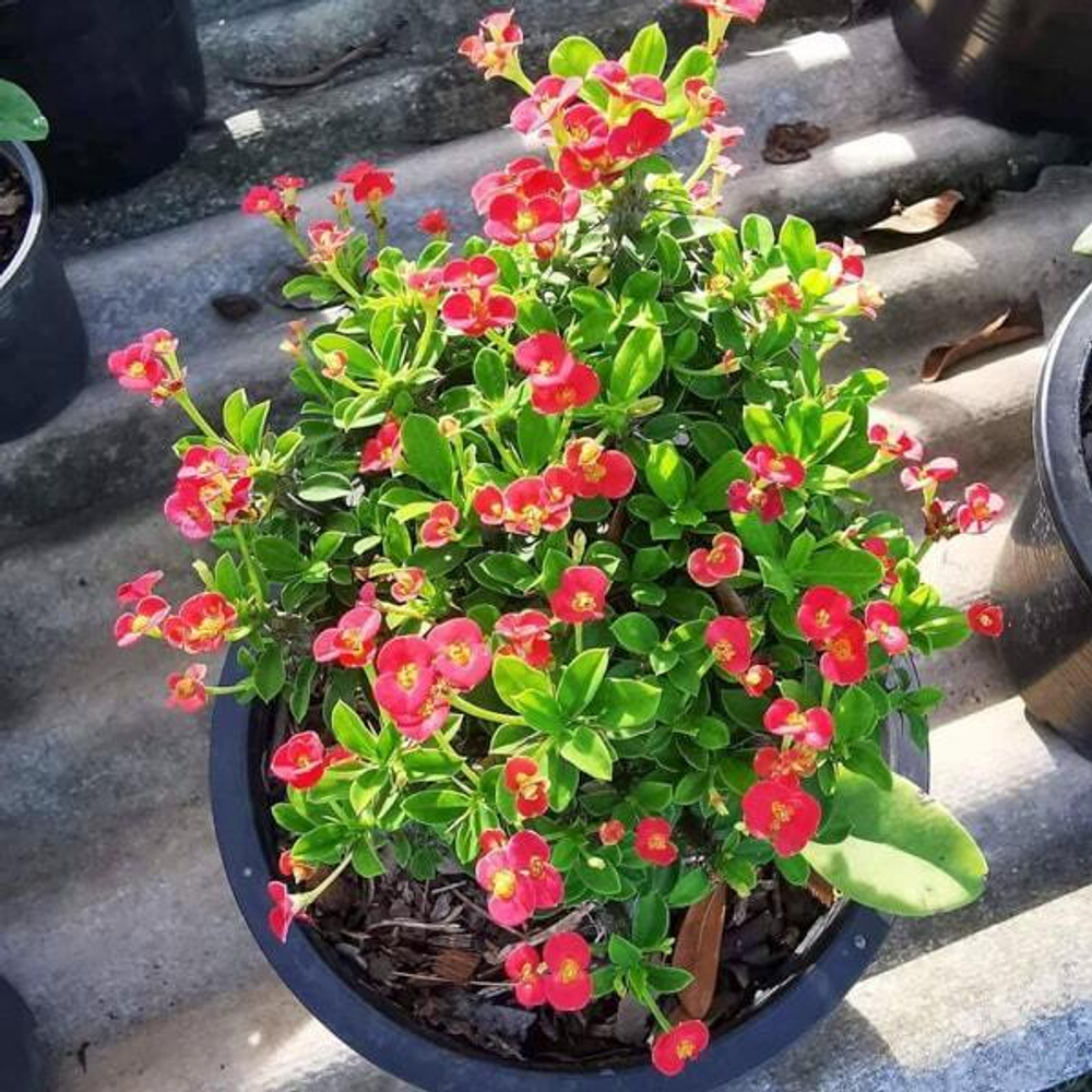 Эуфорбия Миля карликовая ANG PAO