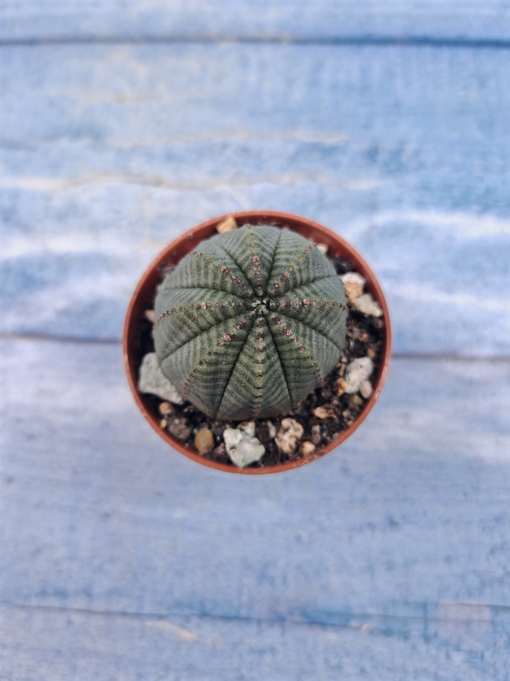 Euphoria Obesa (Эуфорбия)