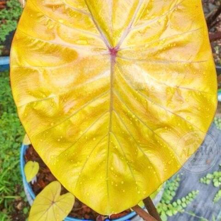 Колоказия ORIOLE