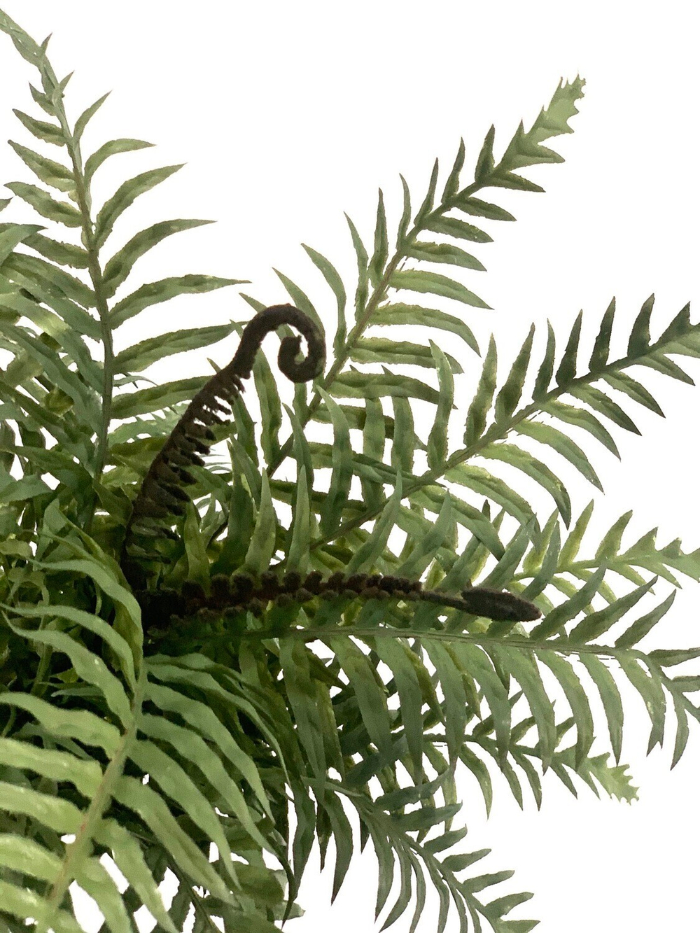 Папоротник темно-зелёный 37 см.