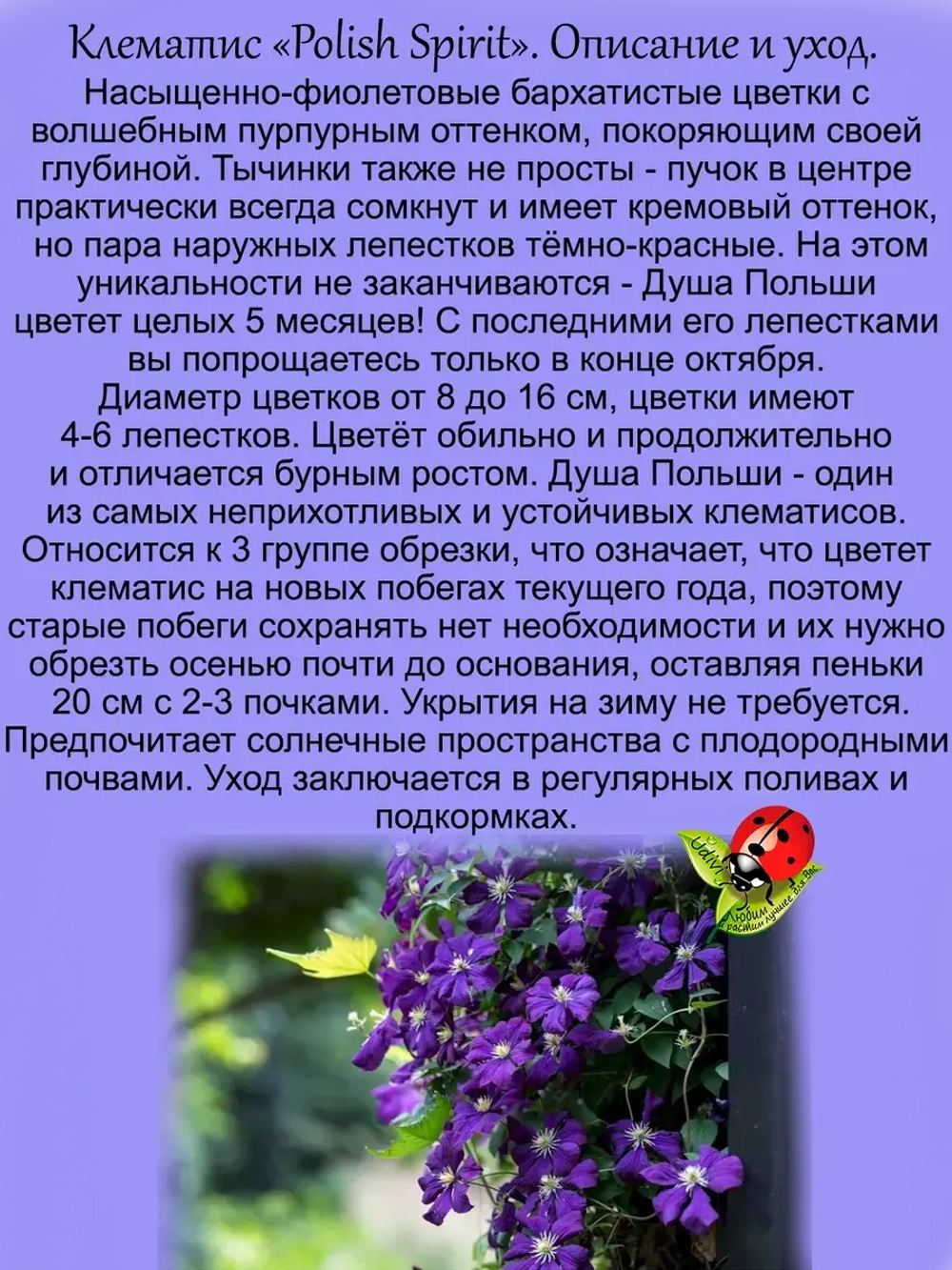 Клематис Душа Польши Полиш Спирит