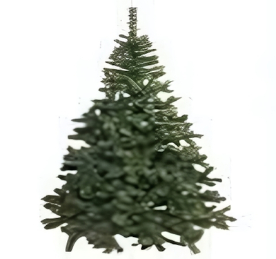 Ель "Зимняя красавица 11" 150см.