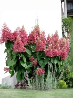 Гортензия метельчатая Пинки Винки