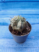 Euphorbia meloformis f. Variegated (Эуфорбия вариегатная)