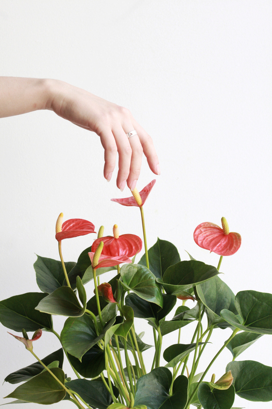 Антуриум Андреанум красный