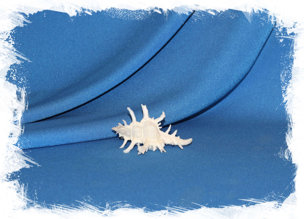 Chicoreus axicornis купить