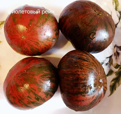 ФИОЛЕТОВЫЙ РЕЙН