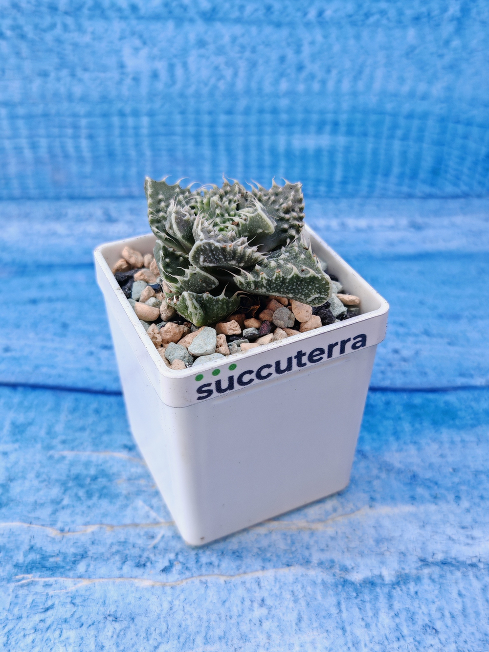 Faucaria Tuberculosa (Фаукария)