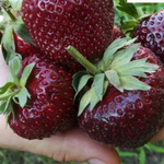 Земляника садовая (клубника) МАЛЬВИНА