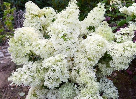 Гортензия метельчатая Дентель де Горрон(2/3 ветки) Закупка М59 апрель 2026