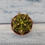 Gymnocalycium Friedrichii (Гимнокалициум)