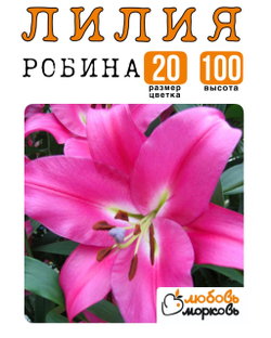 Лилия Луковица, Робина, ОТ-гибрид, 1 шт