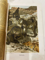 "Жизнь животных в трех томах". 1903г.