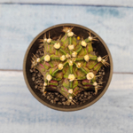 Gymnocalycium T-Rex Pink hybride (Гимнокалициум T-rex)
