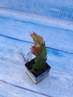 Schlumbergera cv. Sol Brazil (Шлюмбергера)