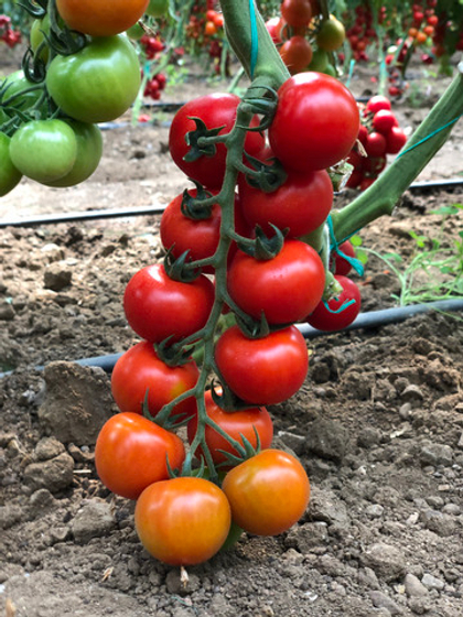 Томат-черри красный Аромат F1 5шт.