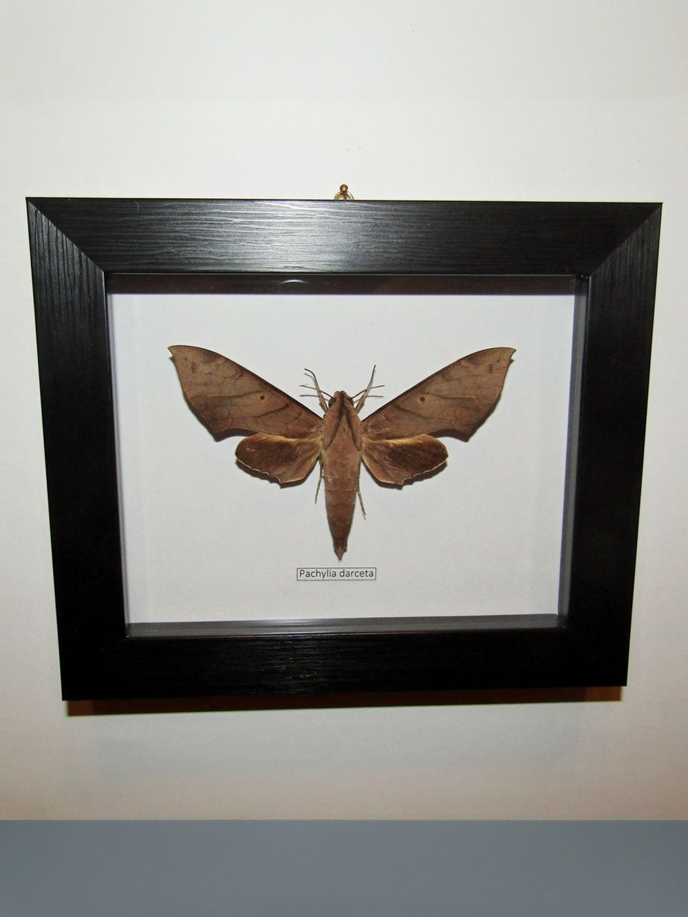 Бражник Pachilia darceta в рамке