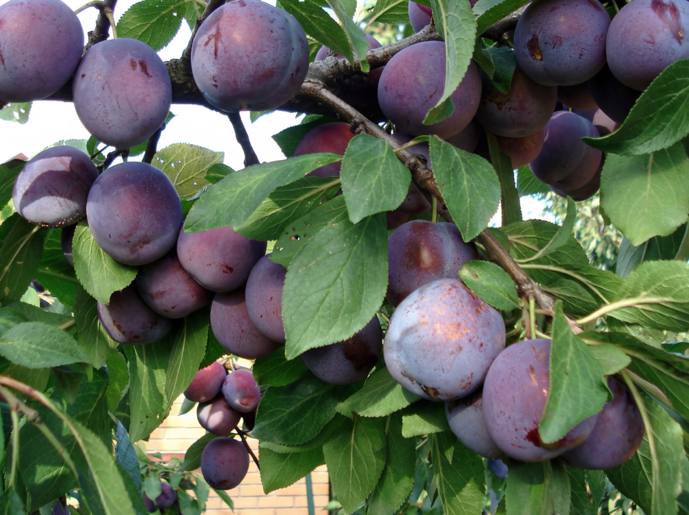 Саженец сливы «Памяти Путова» (Лидер продаж, Крупная, Синяя)