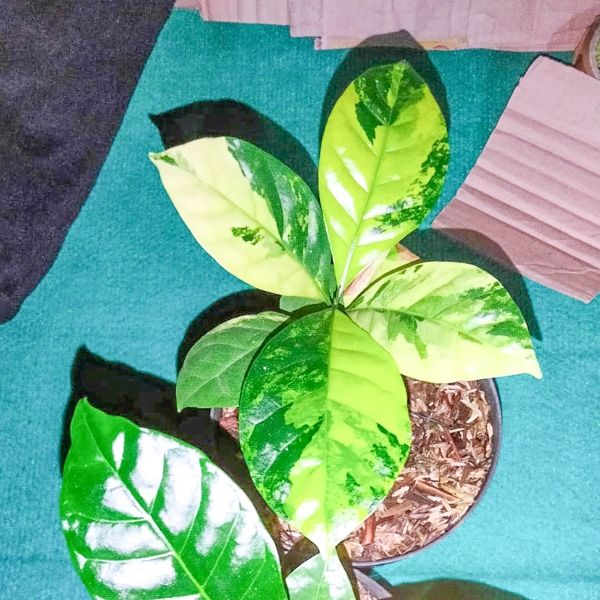 Два вариегатных кофе из Индонезии