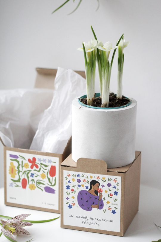 Первоцвет в бетонном кашпо с коробочкой