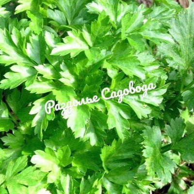 Петрушка корневая (цена за 6шт)