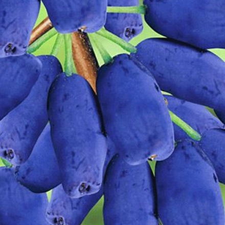 Жимолость Хоней Блю