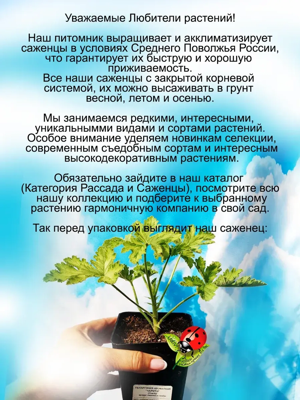 Пеларгония Чарити аромат лимона смолы и розы