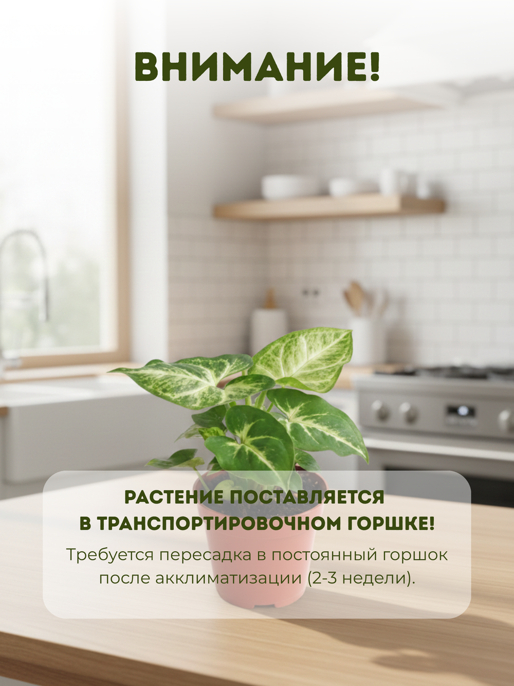 Сингониум Green Elf д.9