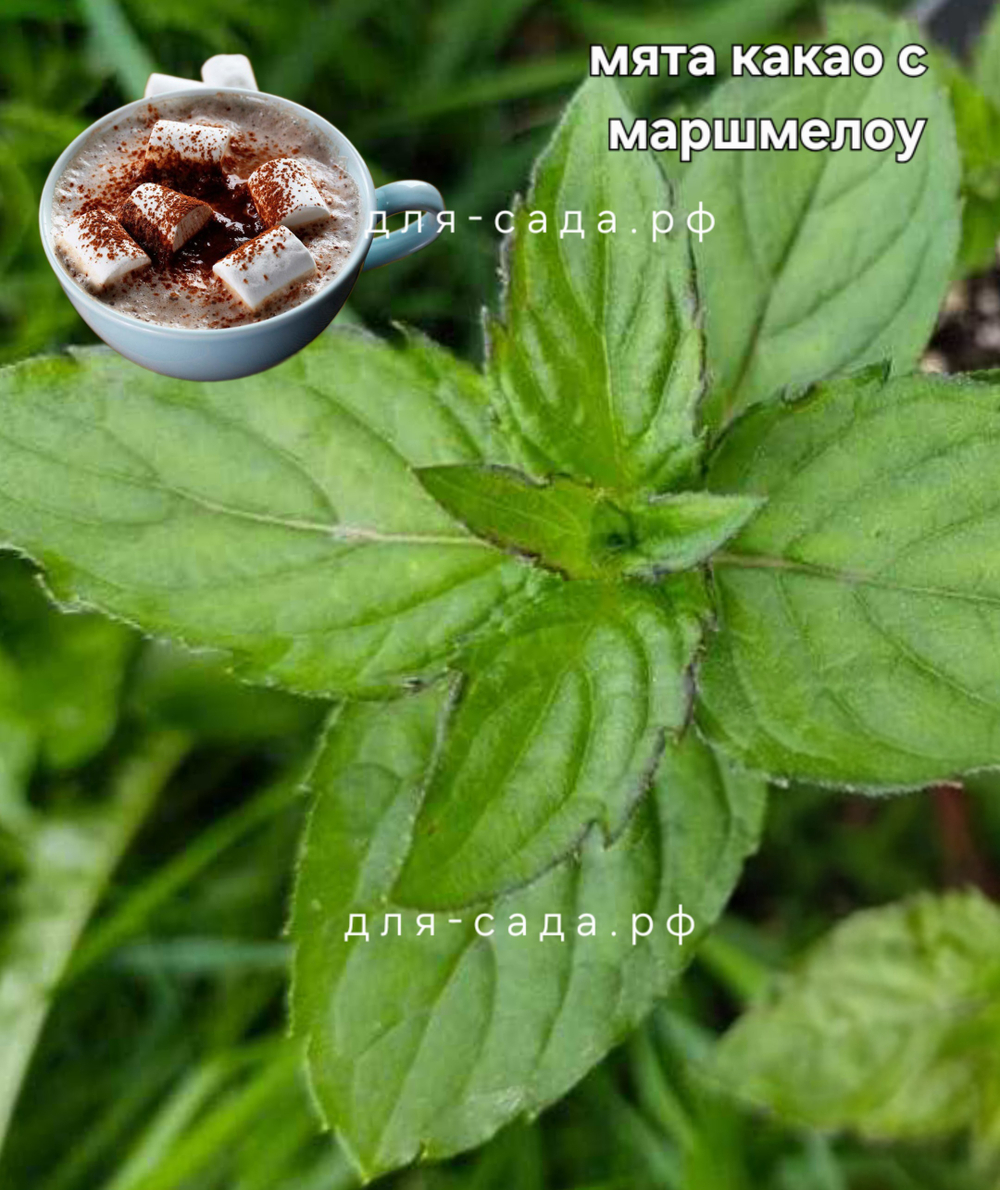 Мята какао с маршмелоу