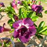 Адениум обесум BIO