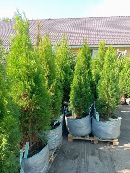 Туя западная Смарагд Т90 140-160