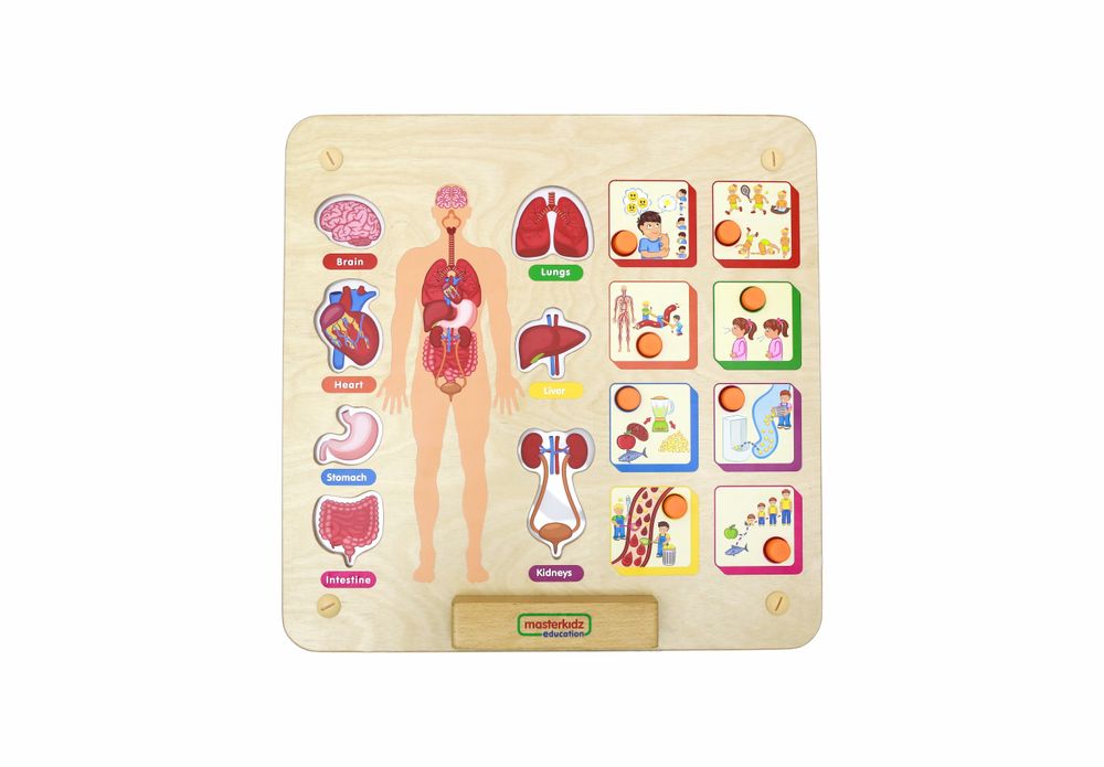 Панель &quot;Изучаем организм&quot;