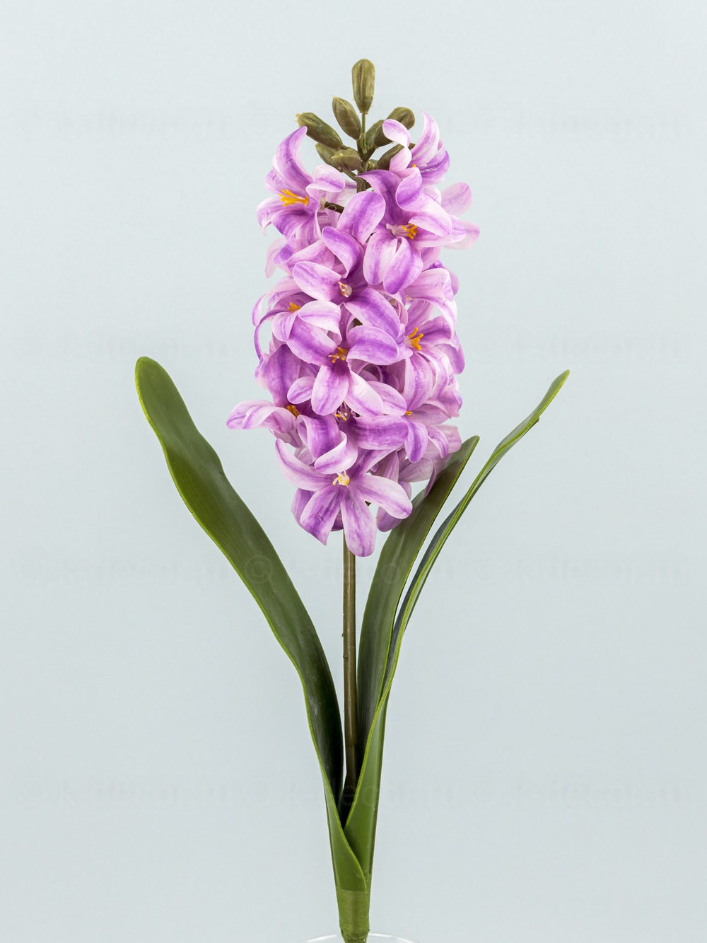 Гиацинт премиум