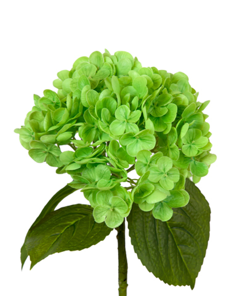 Гортензия садовая на стебле - Зеленый