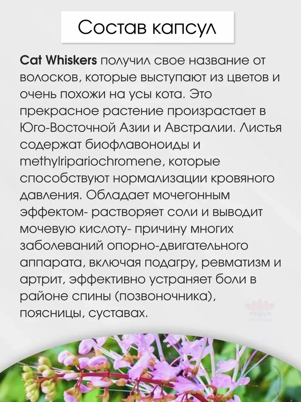 Капсулы Кошачий Ус