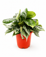 Сциндапсус