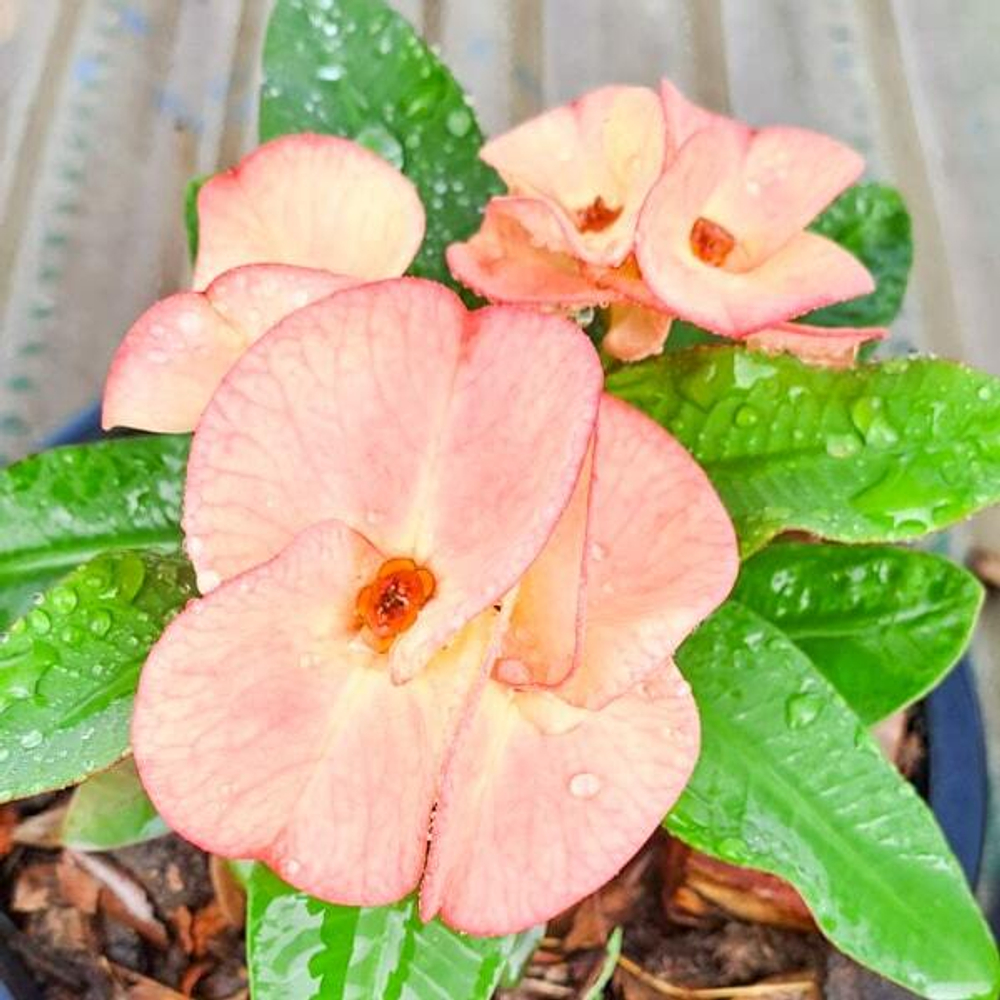 Эуфорбия Миля SAB PAISAN