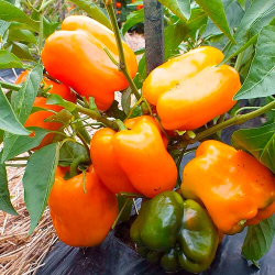 Перец сладкий Симпати F1