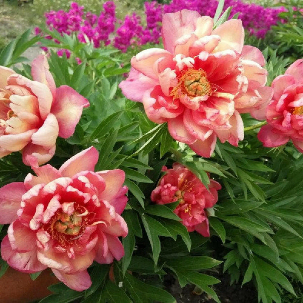 Пион Itoh Julia Rose (корень 3/5 почек)
