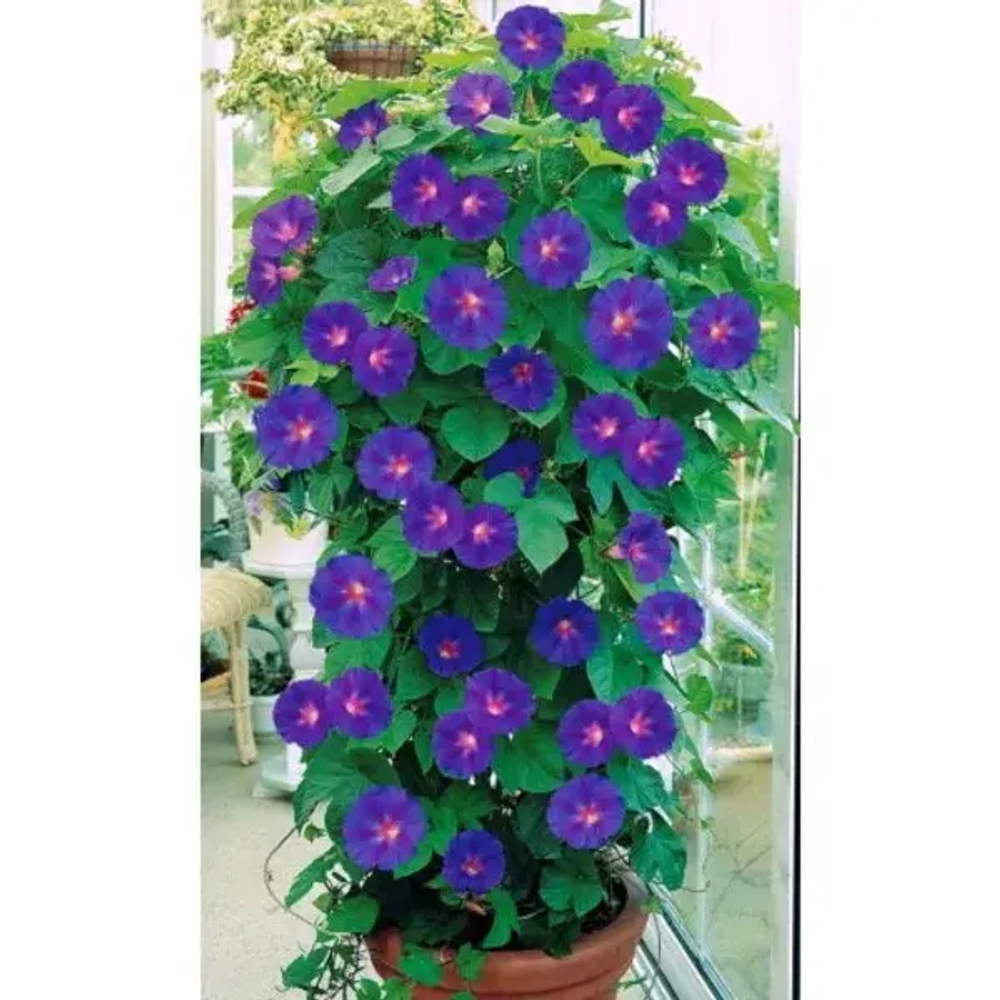 Семена Ипомея Звездная Россыпь 12шт (УД) Е/П