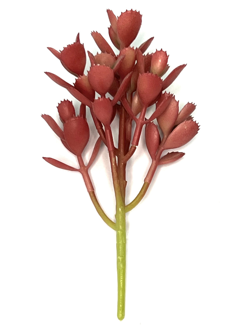 Суккулент 130 красный