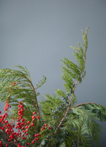 Микс хвои с илексом S