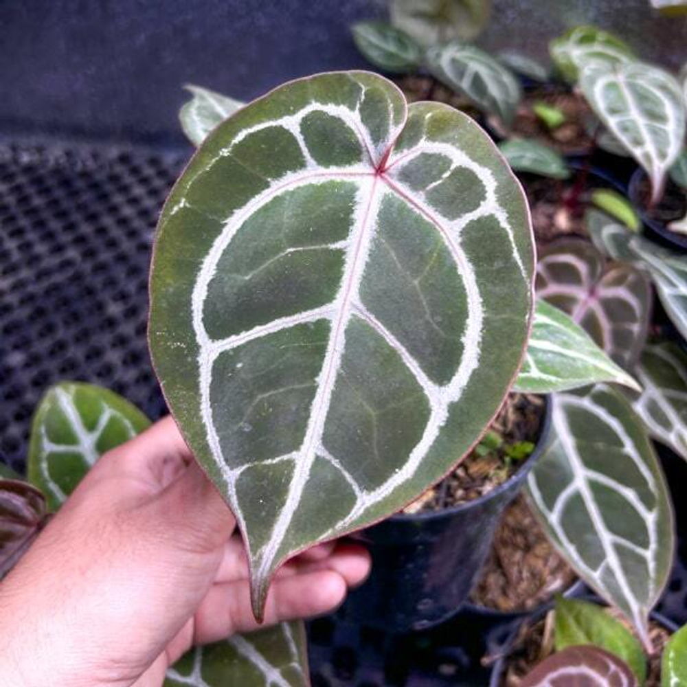 Антуриум REDMAN x MICHELLE