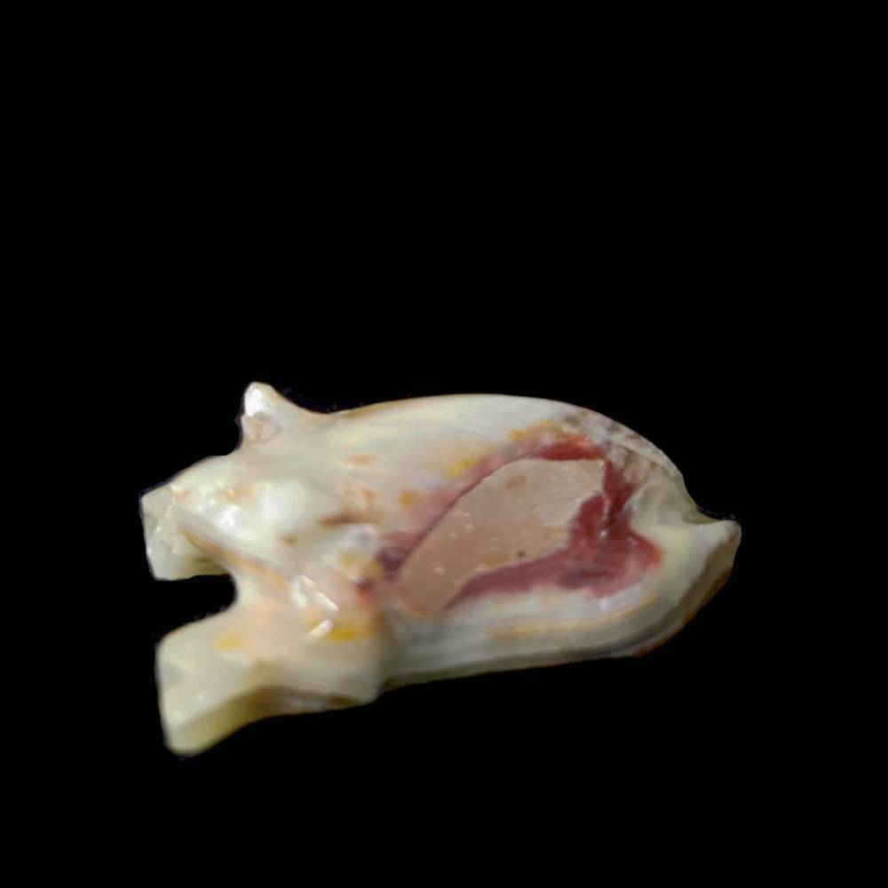 Лягушка оникс асс.