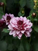 Георгин декоративный Крем де Кассис