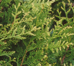 Туя западная Ауреоспиката (Thuja occidentalis Aureospicata) р9 август 2026 г