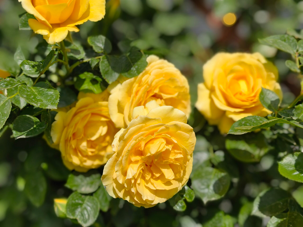 Sommergold (Соммерголд)